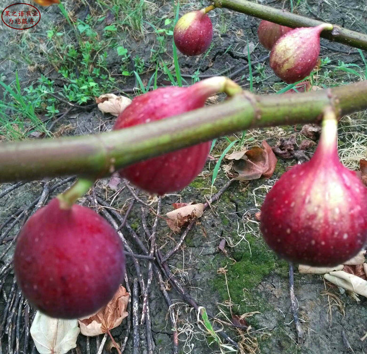 青皮无花果苗多少钱一棵 青皮无花果苗出售