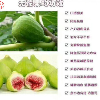 无花果苗批发种植技术无花果苗批发哪里有卖