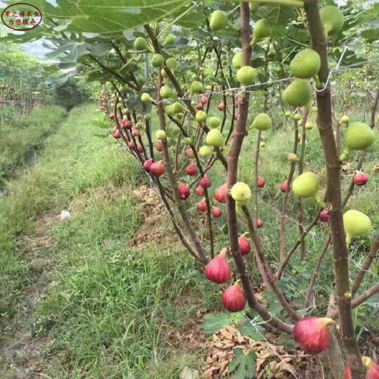 红心无花果苗供应 红心无花果苗批发