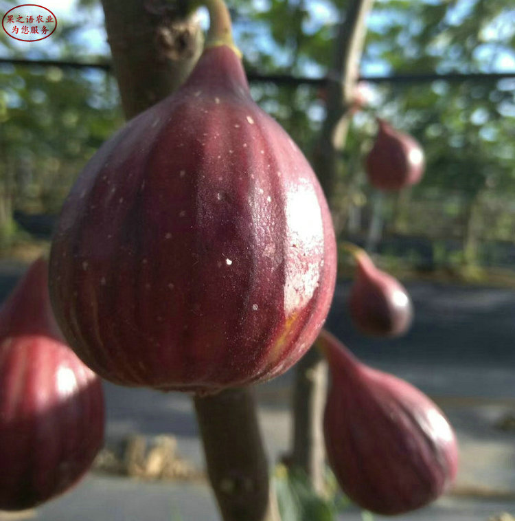 中国紫果无花果苗种植技术 中国紫果无花果苗报价