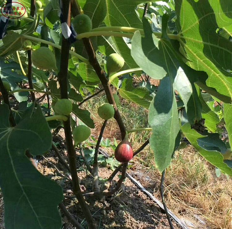 青皮无花果树苗销售 青皮无花果树苗厂家