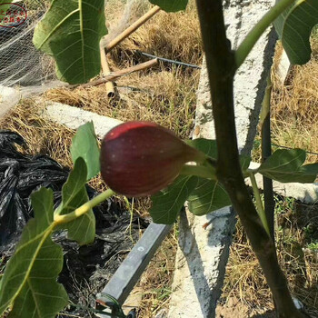 卡利亞那無花果樹苗卡利亞那無花果樹苗圖片