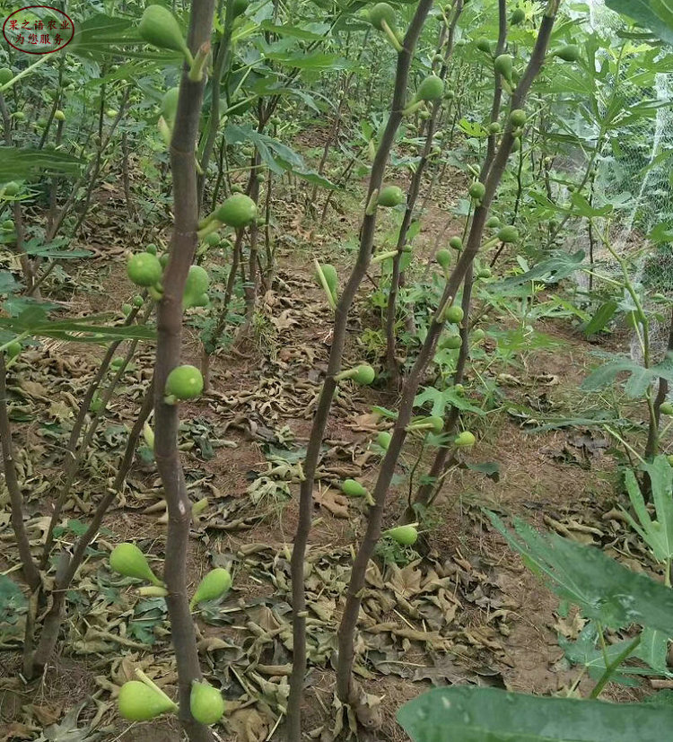 蓬莱柿无花果苗批发商 蓬莱柿无花果苗图片