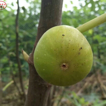 白圣比罗无花果树苗放心省心白圣比罗无花果树苗图片