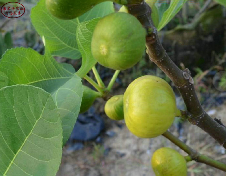 金奧芬無(wú)花果樹(shù)苗垂詢(xún)電話(huà) 金奧芬無(wú)花果樹(shù)苗品種