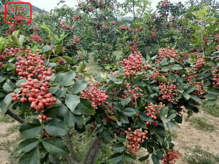 花椒樹圖片 花椒樹成長特性