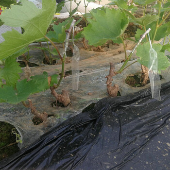 夏黑葡萄苗成長(zhǎng)特性夏黑葡萄苗種植技術(shù)