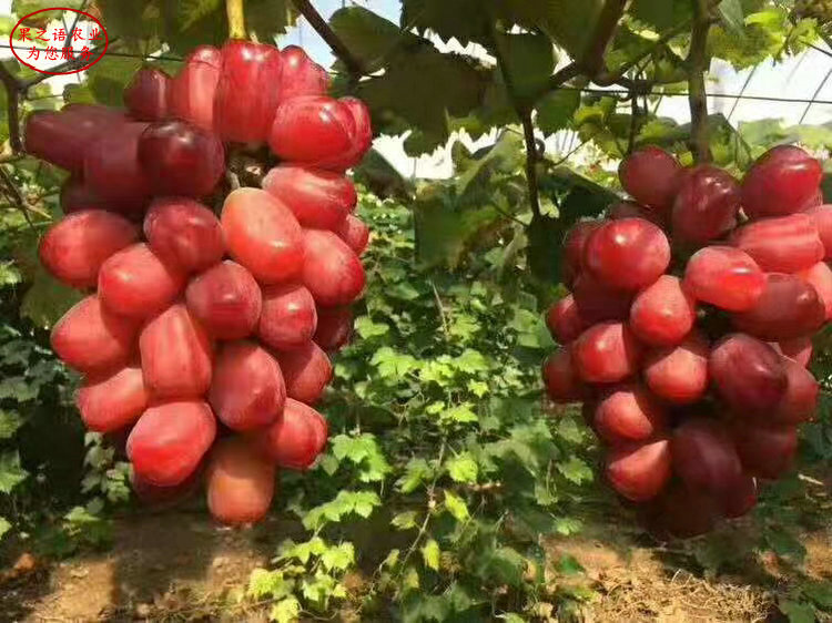 蜜汁葡萄树苗种植技术 蜜汁葡萄树苗品种