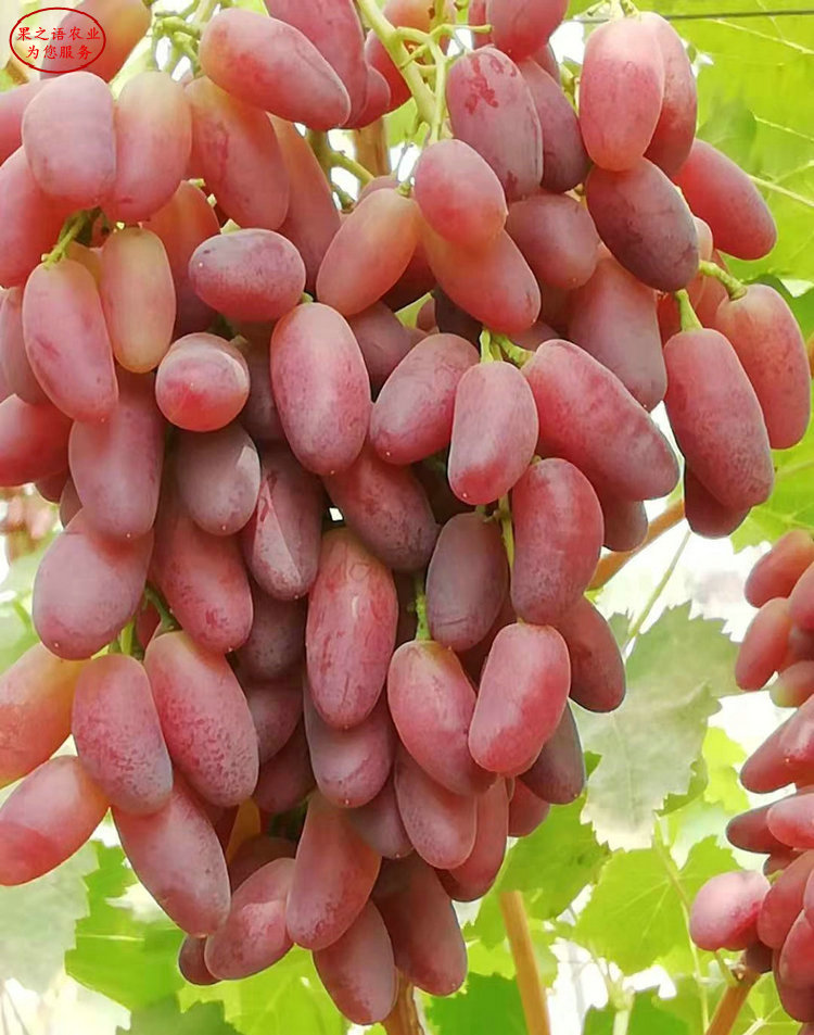 摩尔多瓦葡萄树苗成长特性 摩尔多瓦葡萄树苗种植技术