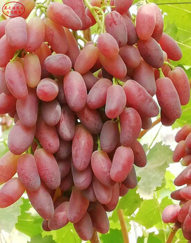 黃蜜葡萄苗價(jià)格表黃蜜葡萄苗哪里有賣