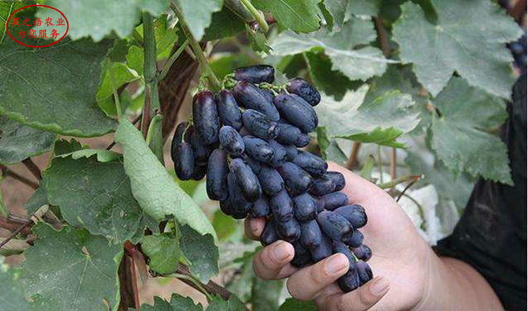 摩尔多瓦葡萄树苗成长特性 摩尔多瓦葡萄树苗种植技术