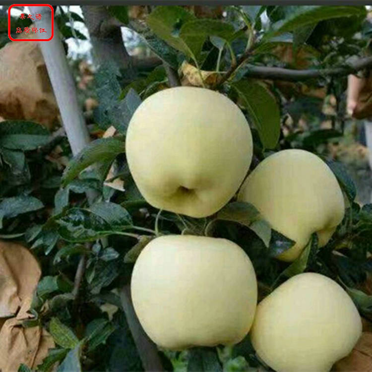 甘肃红国光苹果苗培育基地
