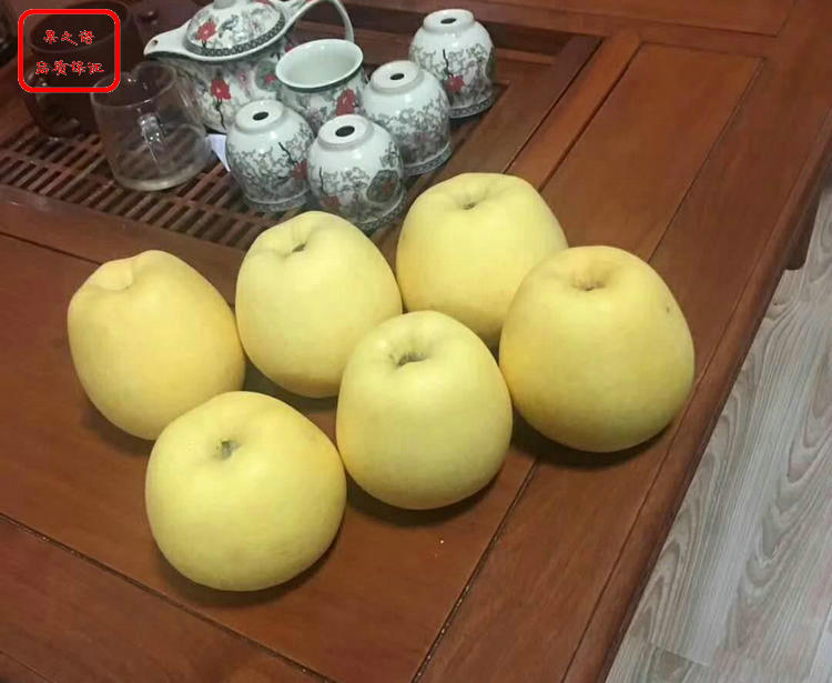 重慶福艷蘋果苗種植技術