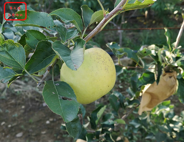 安徽寒富苹果树品种