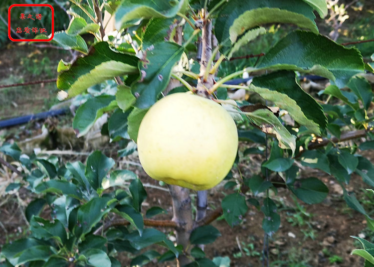 天津鲁丽苹果苗新品种