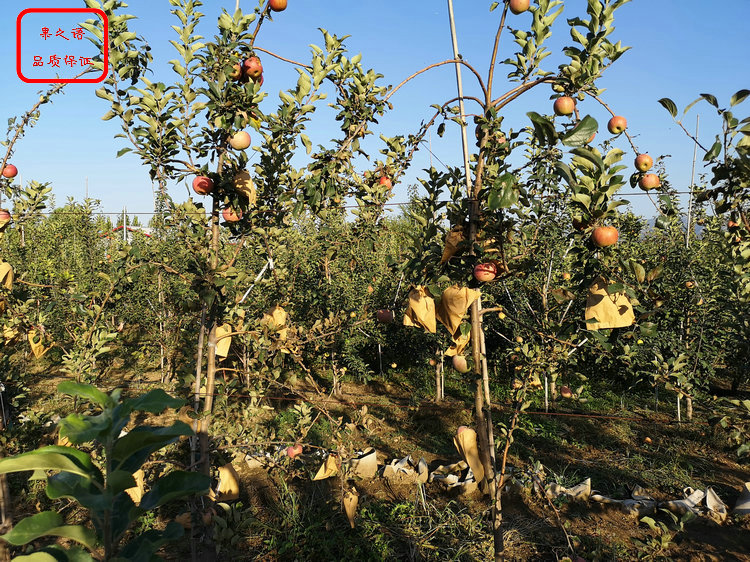 萌苹果树价格 萌苹果树品种