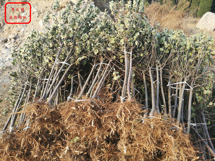 静香苹果树苗种植时间 静香苹果树苗图片