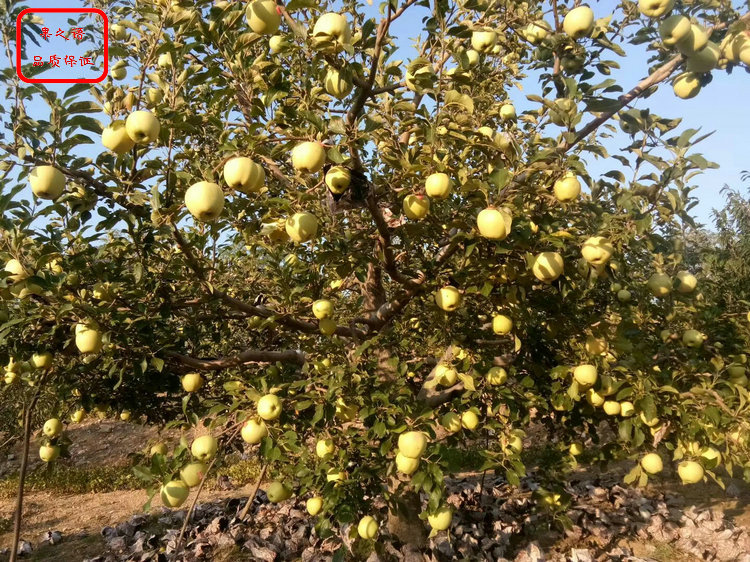 天津鲁丽苹果苗新品种