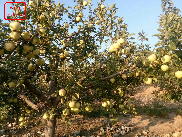 甘红苹果苗价格 甘红苹果苗批发