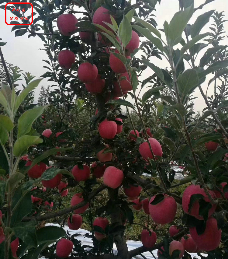 吉林黑钻苹果树品种