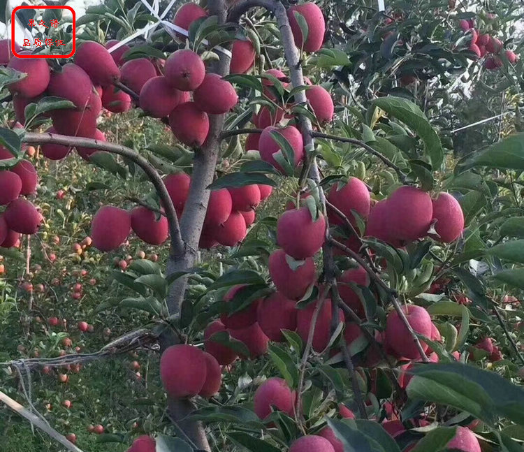 广东矮化苹果树苗种植时间