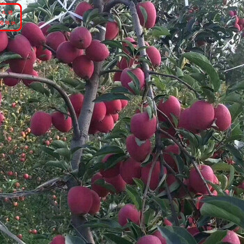 萌苹果树价格萌苹果树品种