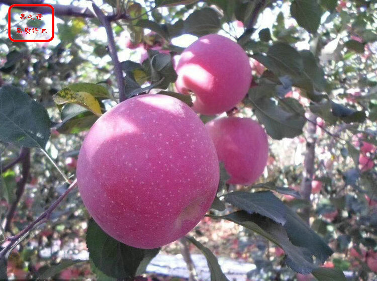萌苹果树价格 萌苹果树品种