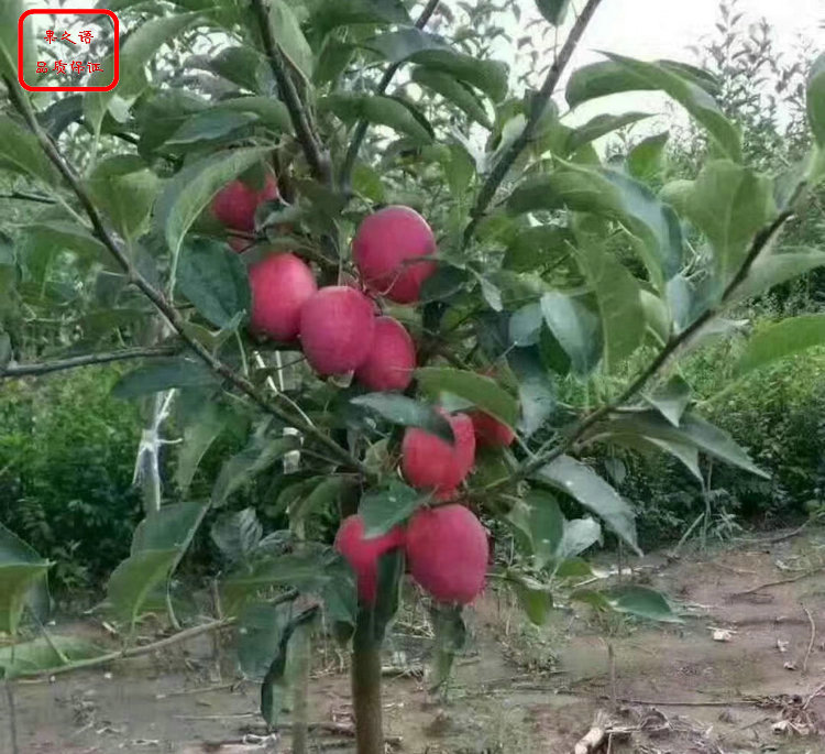 天津鲁丽苹果苗种植技术