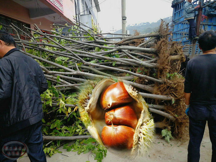 四川上丰板栗树苗种植基地