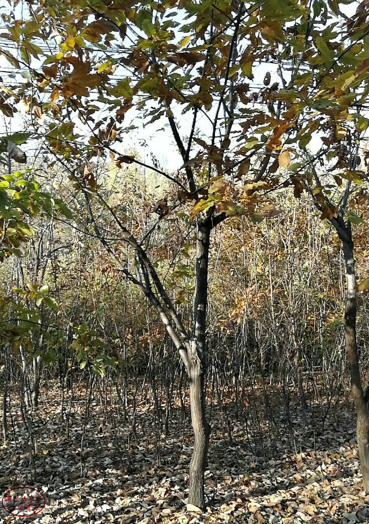 海南早熟栗板栗苗种植技术