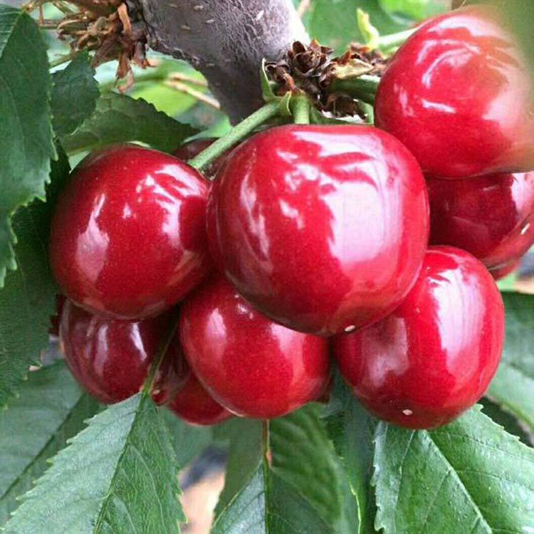江蘇泰彤櫻桃樹種植技術(shù)