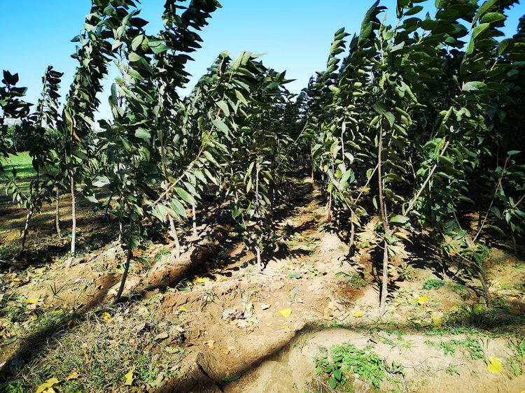 四川大地紅櫻桃樹種植技術(shù)