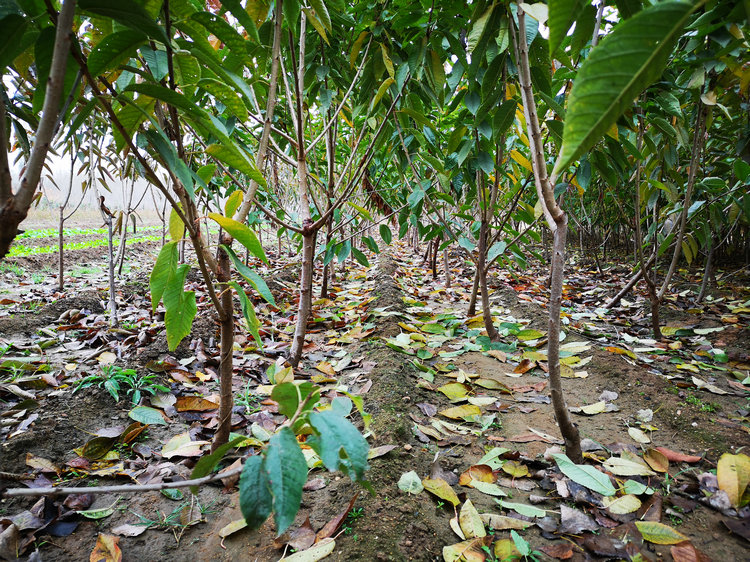 湖北红妃樱桃树种植技术