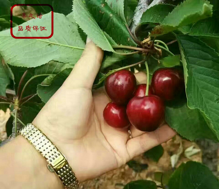 四川大地紅櫻桃樹種植技術(shù)