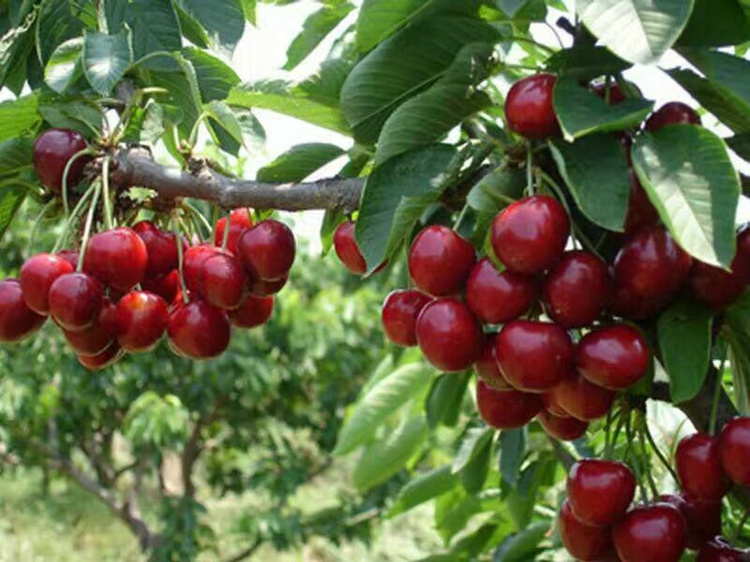 江西佳紅櫻桃樹批發(fā)