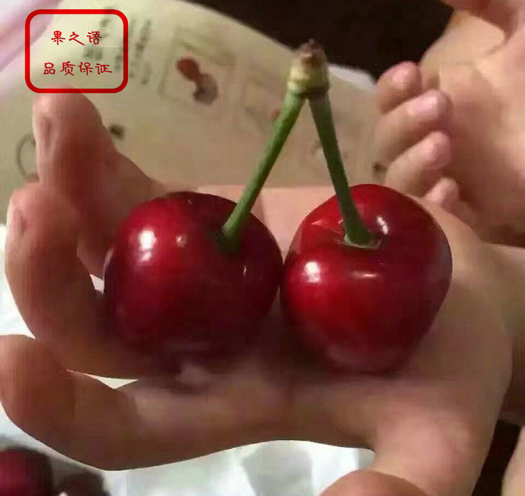 海南含香櫻桃樹種植技術(shù)