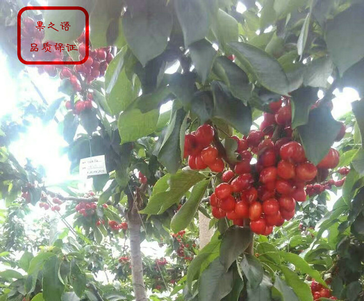 天津紅燈櫻桃樹圖片