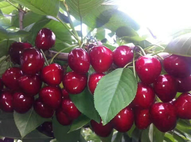 天津紅燈櫻桃樹圖片