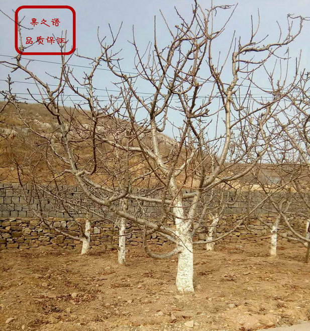 貴州艷陽(yáng)櫻桃樹品種