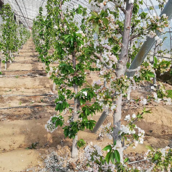 樱桃树一根棍种植种植时间、樱桃树一根棍种植增强授粉