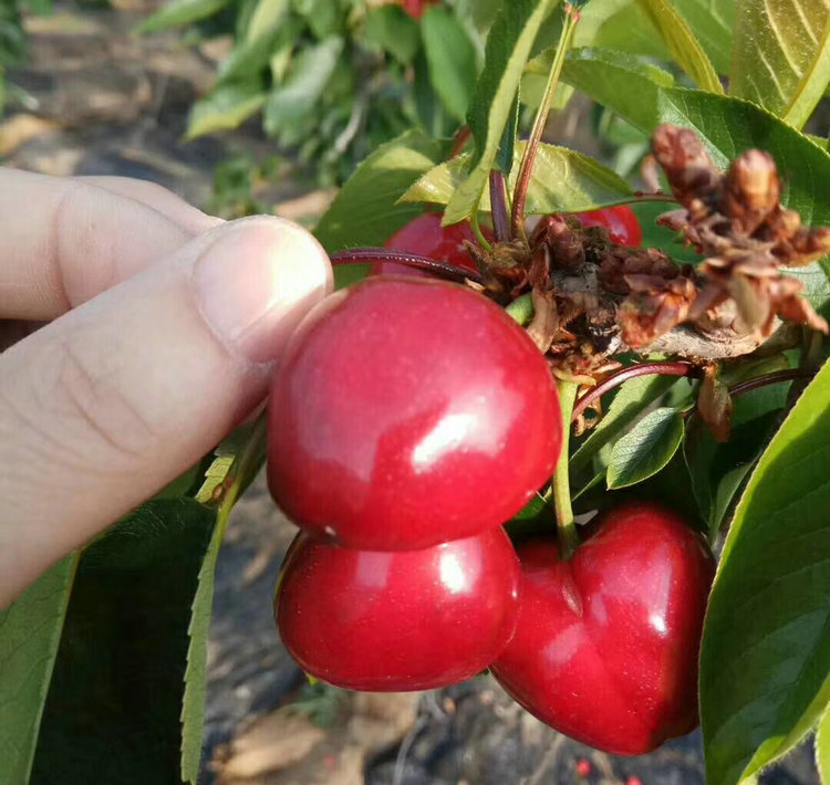 吉林紅蜜櫻桃樹(shù)種植技術(shù)
