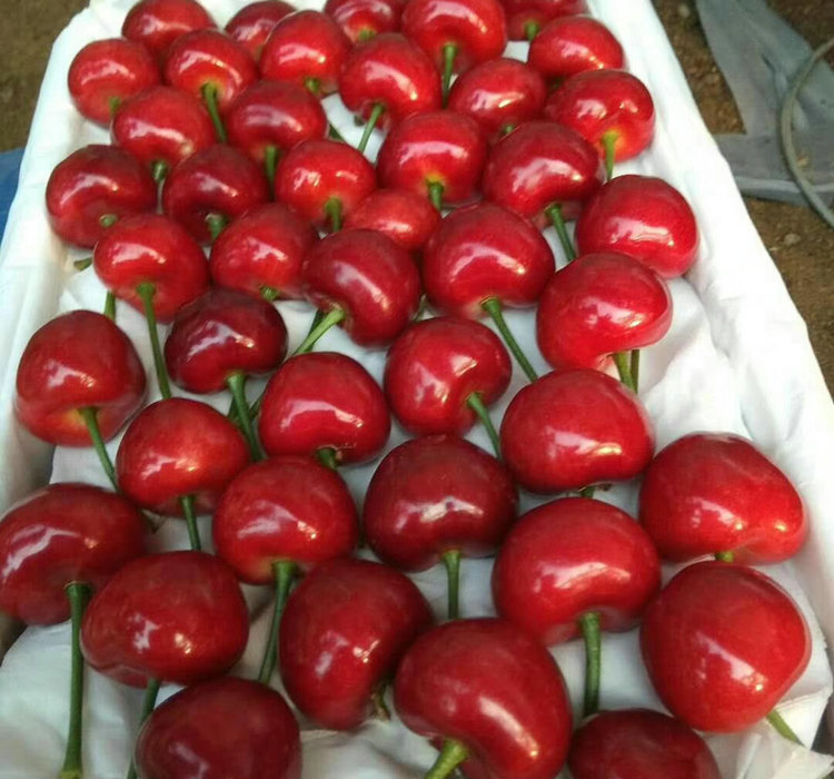 佳紅櫻桃樹技術(shù)指導(dǎo)、佳紅櫻桃樹種植技術(shù)