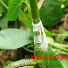 黑龙江中林5号核桃苗品种齐全图片
