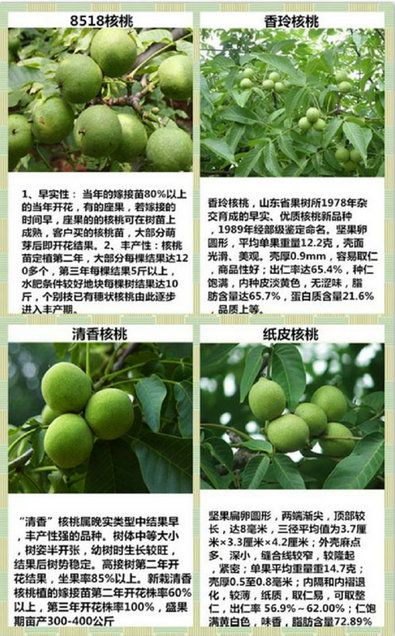 四川核桃樹(shù)廠(chǎng)家