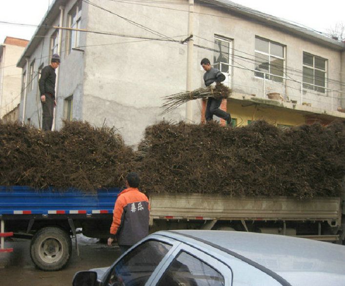 江蘇核桃樹(shù)種植技術(shù)