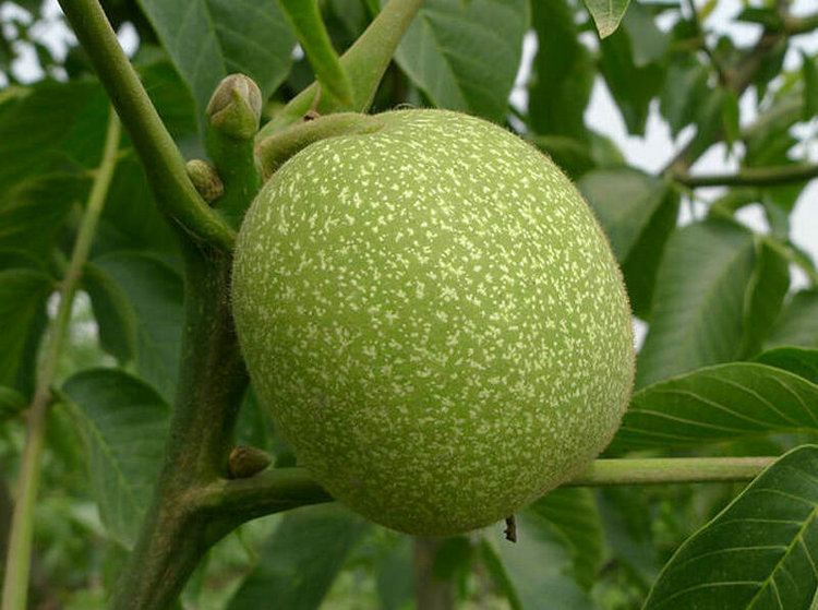 四川核桃樹(shù)廠(chǎng)家