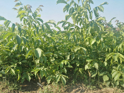 5公分核桃樹