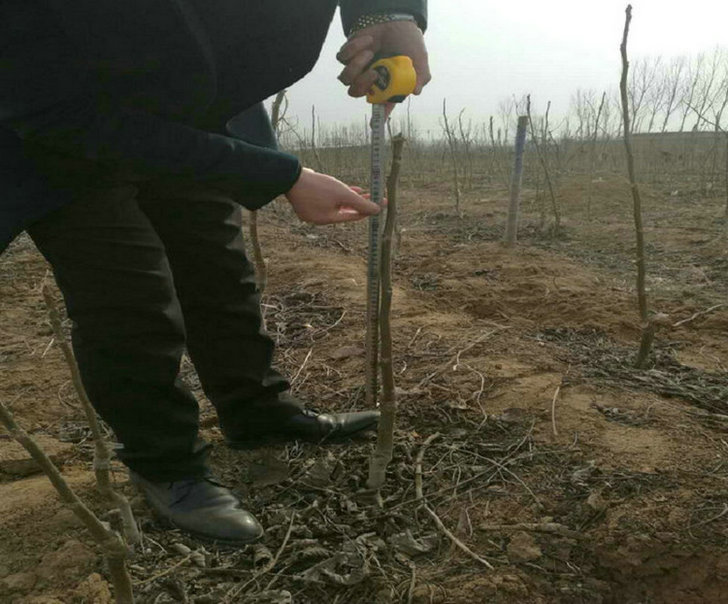 5公分核桃樹