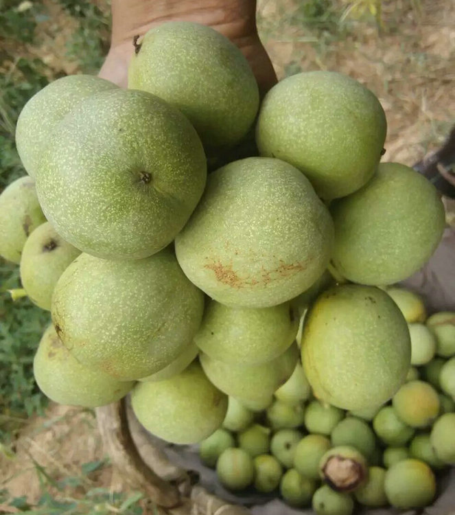 江蘇核桃樹(shù)種植技術(shù)