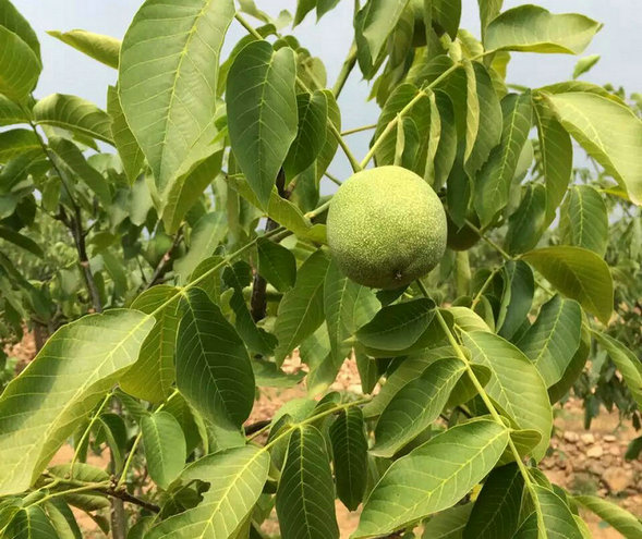 青海核桃樹種植技術(shù)
